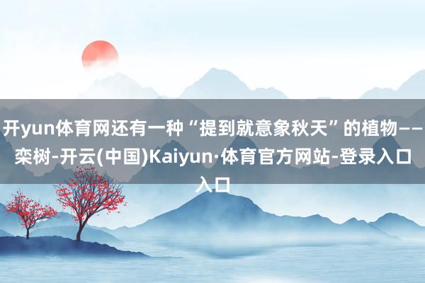 开yun体育网还有一种“提到就意象秋天”的植物——栾树-开云(中国)Kaiyun·体育官方网站-登录入口